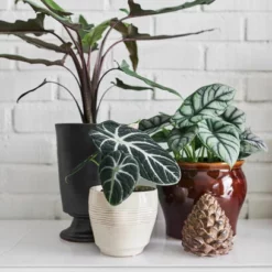 Pyntekongle Conis - Høyde 15.5 Cm, Brun -NO Møbler Salgsbutikk 220525 Plantagen7176