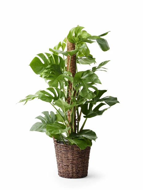 Potte Kenny - Ø32 Cm, Brun 4 Potte Kenny - Ø32 Cm, Brun - Bilde 2