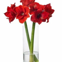 Vase Jennifer - Høyde 30 Cm, Transparent -NO Møbler Salgsbutikk 2347977 70587823479773