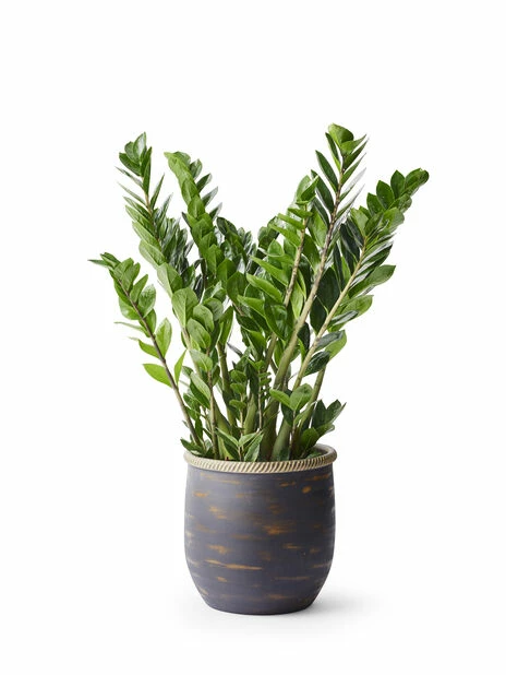 Potte Patrik - Ø32 Cm, Grå 4 Potte Patrik - Ø32 Cm, Grå - Bilde 2