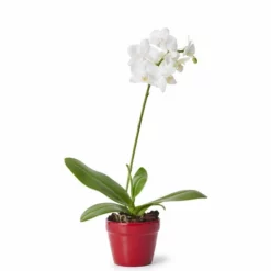 Minipotte Lena - Ø7 Cm, Rød -NO Møbler Salgsbutikk 2423435 7058782423435 3