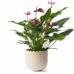 Potte Victoria - Ø15 Cm, Offwhite -NO Møbler Salgsbutikk 2430976 7058782430976 3