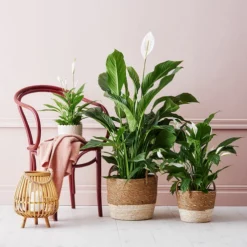 Potte Victoria - Ø15 Cm, Offwhite -NO Møbler Salgsbutikk 2431126 191107 Plantagen SP1 XLFredskalla Portrait LOW3