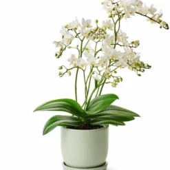 Potte Nora - Ø14 Cm, Grønn -NO Møbler Salgsbutikk 2431683 7058782431683 3