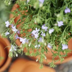 Potte Leire - Ø22 Cm, Terrakotta -NO Møbler Salgsbutikk 513635 Lobelia Technoup 510420 1