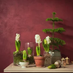 Svibelvase - Høyde 14 Cm, Transparent -NO Møbler Salgsbutikk 526148 stilleben hyacinter