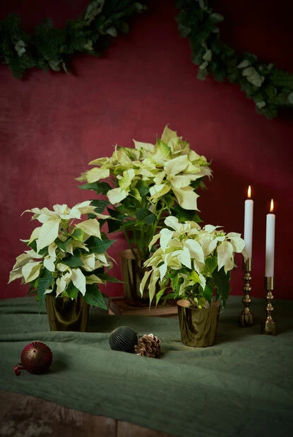 Potte Noelle - Ø12 Cm, Gull 5 Potte Noelle - Ø12 Cm, Gull - Bilde 3