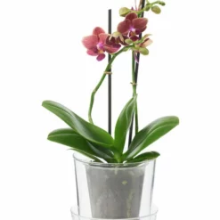 Potte Med Fat Inez. - Ø13 Cm, Transparent -NO Møbler Salgsbutikk 532434 532434 1