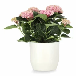 Potte Beda - Ø17 Cm, Offwhite -NO Møbler Salgsbutikk 537863 Beda Pot D17 Offwhite 537863 2