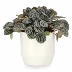 Potte Beda - Ø17 Cm, Offwhite -NO Møbler Salgsbutikk 537863 Beda Pot D17 Offwhite 537863 3