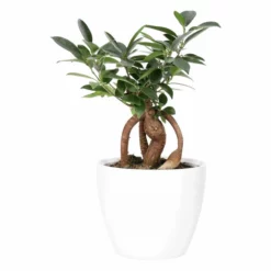 Potte Fia - Ø17,5 Cm, Hvit 8 Potte Fia - Ø17,5 Cm, Hvit -NO Møbler Salgsbutikk 537899 Fia Pot D17 White 537899 2