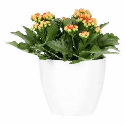 Potte Fia - Ø17,5 Cm, Hvit 10 Potte Fia - Ø17,5 Cm, Hvit -NO Møbler Salgsbutikk 537899 Fia Pot D17 White 537899 4