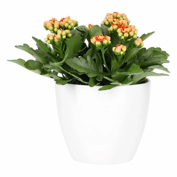 Potte Fia - Ø17,5 Cm, Hvit 6 Potte Fia - Ø17,5 Cm, Hvit - Bilde 4