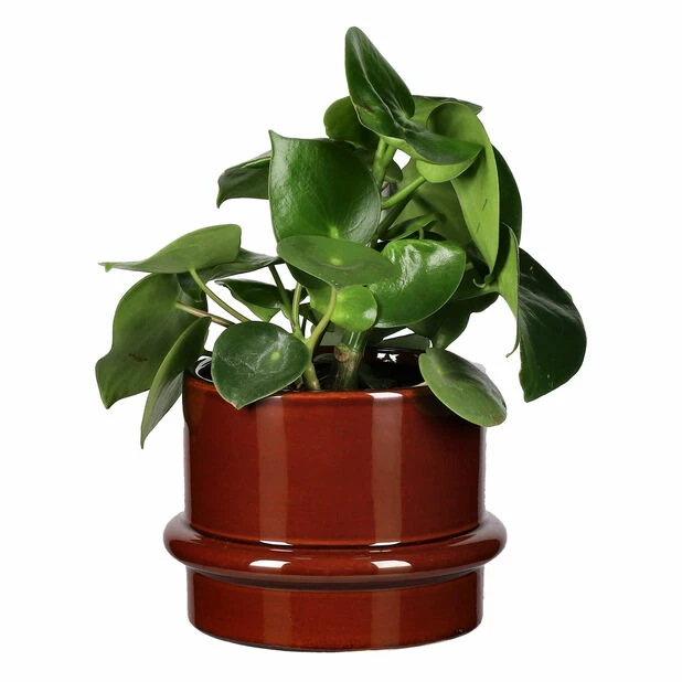 Potte Gunilla - Ø18 Cm, Brun 4 Potte Gunilla - Ø18 Cm, Brun - Bilde 2