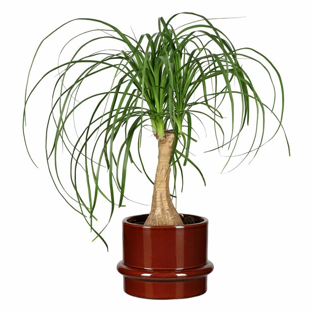 Potte Gunilla - Ø18 Cm, Brun 5 Potte Gunilla - Ø18 Cm, Brun - Bilde 3