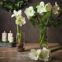 Vase Jennifer - Høyde 40 Cm, Transparent -NO Møbler Salgsbutikk 6061472 Stilleben Amaryllis