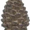 Pyntekongle Conis - Høyde 15.5 Cm, Brun -NO Møbler Salgsbutikk Conis pinecone H155 brown 541120 1
