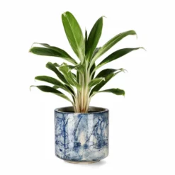 Potte Kara - Ø21 Cm, Blå 7 Potte Kara - Ø21 Cm, Blå -NO Møbler Salgsbutikk FW Aglaonema White Lime 17cm 547516 3