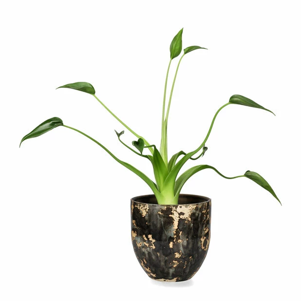 Potte Aurelia - Ø13,5 Cm, Svart 4 Potte Aurelia - Ø13,5 Cm, Svart - Bilde 2