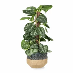 Kurv Tees - Ø19 Cm, Flerfarget -NO Møbler Salgsbutikk FW Epipremnum pictus 14cm 549127 3