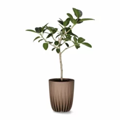 Potte Haag - Ø25 Cm, Beige 5 Potte Haag - Ø25 Cm, Beige -NO Møbler Salgsbutikk FW Ficus Audrey on stem 21cm 517410 2