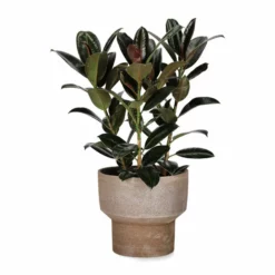 Potte Kamala - Ø26 Cm, Brun 5 Potte Kamala - Ø26 Cm, Brun -NO Møbler Salgsbutikk FW Ficus Elastica Melany Touffe 21cm 541034 3
