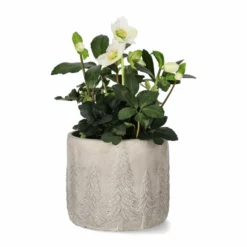 Potte Maella - Ø17,5 Cm, Grå -NO Møbler Salgsbutikk FW Helleborus n. Christmas Carol 14cm 528048 2