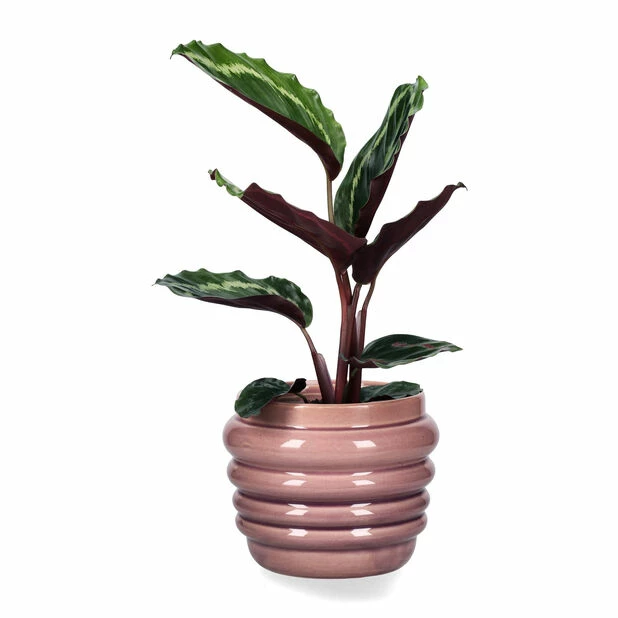 Potte Mauve - Ø15,5 Cm, Lilla 4 Potte Mauve - Ø15,5 Cm, Lilla - Bilde 2