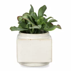 Minipotte Ohara - Ø8 Cm, Hvit -NO Møbler Salgsbutikk FW Ohara mini pot D8 white 542717 2