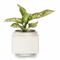 Potte Ohara - Ø11 Cm, Hvit 5 Potte Ohara - Ø11 Cm, Hvit -NO Møbler Salgsbutikk FW Ohara pot D11 white 542718 2