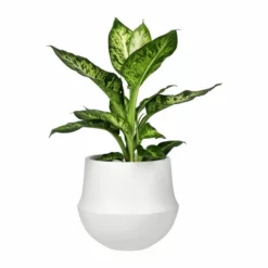 Potte Fusion - Ø24 Cm, Hvit 6 Potte Fusion - Ø24 Cm, Hvit -NO Møbler Salgsbutikk Fusion pot D24 white 538125 2