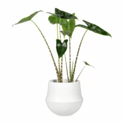 Potte Fusion - Ø24 Cm, Hvit 7 Potte Fusion - Ø24 Cm, Hvit -NO Møbler Salgsbutikk Fusion pot D24 white 538125 3