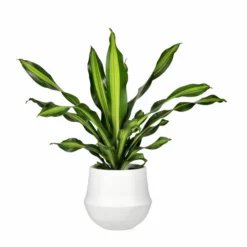 Potte Fusion - Ø32 Cm, Hvit -NO Møbler Salgsbutikk Fusion pot D32 white 538127 2