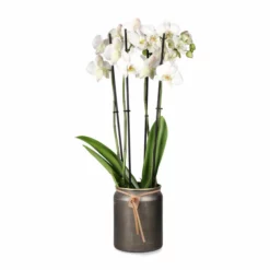 Potte Larisa - Ø19 Cm, Messing -NO Møbler Salgsbutikk Larisa pot D19 brass 542452 2