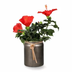 Potte Larisa - Ø19 Cm, Messing -NO Møbler Salgsbutikk Larisa pot D19 brass 542452 3