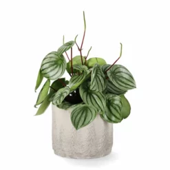 Potte Maella - Ø17,5 Cm, Grå -NO Møbler Salgsbutikk Maella pot D175 grey 542453 3