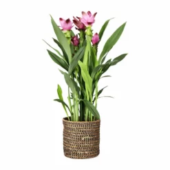 Potte Naledi - Ø16 Cm, Flerfarget -NO Møbler Salgsbutikk Naledi pot D16 multi 542446 4