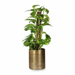 Potte Nixi - Ø15 Cm, Messing -NO Møbler Salgsbutikk Nixi pot D15 brass 542420 2