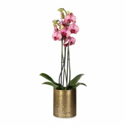 Potte Nixi - Ø15 Cm, Messing -NO Møbler Salgsbutikk Nixi pot D15 brass 542420 3