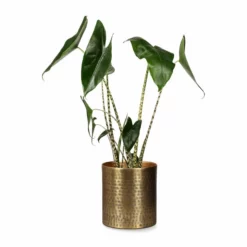 Potte Nixi - Ø20 Cm, Messing -NO Møbler Salgsbutikk Nixi pot D20 brass 542419 2