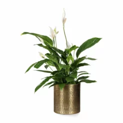 Potte Nixi - Ø20 Cm, Messing -NO Møbler Salgsbutikk Nixi pot D20 brass 542419 4